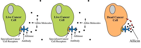 Alliin and Alliinase combine to form cancer-killing allicin